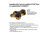 Mini Amoladora Dewalt 18V 76Mm Dcs438N