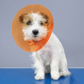 Collar Protector Isabelino 12,5Cm - Diámetro 24-32Cm