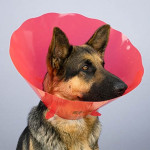Collar Protector Isabelino 20Cm - Diámetro 36-45Cm