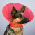 Collar Protector Isabelino 20Cm - Diámetro 36-45Cm