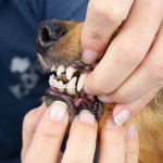 Goma Correctora De Dientes 0,5 Metros