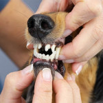 Goma Correctora De Dientes 0,5 Metros