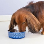 Comedero Acero Inox Boston Blanco 400 Ml