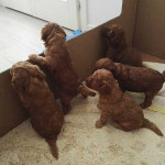 Paridera 4Pups Desechable