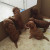 Paridera 4Pups Desechable