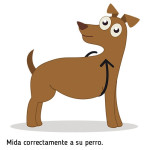 Arnés Nylon Silky Negro Xs