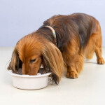 Comedero Melamina Come-Despacio Gris 950 Ml