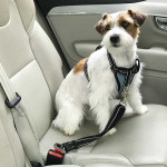 Arnés Coche Con Cinturón Seguridad Ibáñez Dogway M