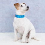 Collar Fantasy Ocean Azul Claro 1.5X30-45Cm