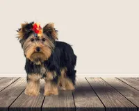 Peluquería para mascotas image