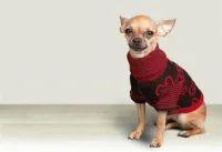 Moda, mascotas con mucho glamour image